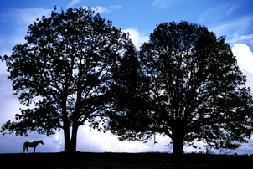 Horse and Oaks